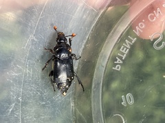 Nicrophorus guttula