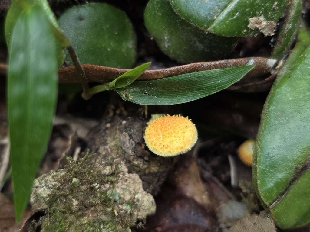 Cyptotrama asprata · February 2026 · photo: © scottdex (iNaturalist, cc0)