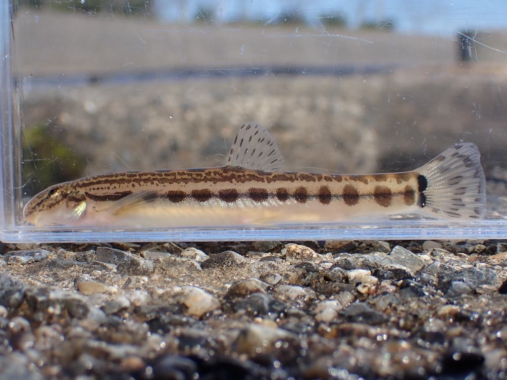 Japanese striped loach (Cobitis biwae) — Cobitidae