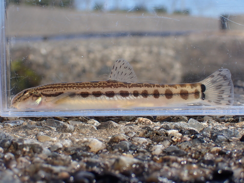 Japanese striped loach (Cobitis biwae) — Cobitidae