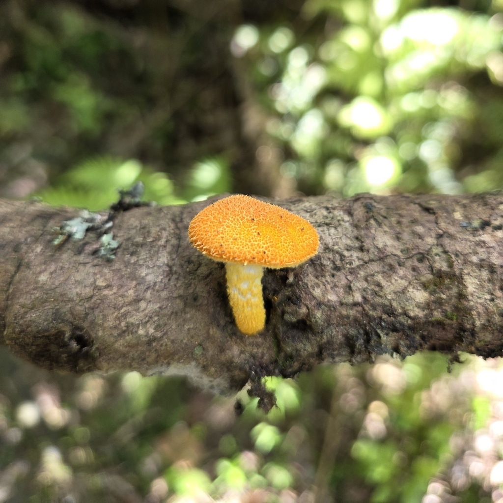 Cyptotrama asprata · February 2026 · photo: © scottdex (iNaturalist, cc0)