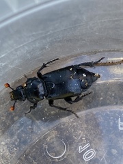 Nicrophorus guttula