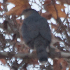 Accipiter cooperii