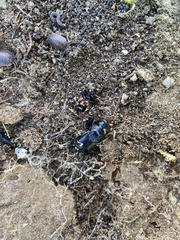 Nicrophorus guttula