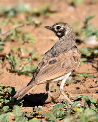 Pinarocorys nigricans