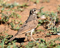 Pinarocorys nigricans