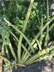 Sansevieria ehrenbergii