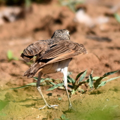 Pinarocorys nigricans