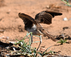 Pinarocorys nigricans