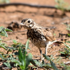 Pinarocorys nigricans