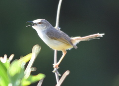 Prinia subflava affinis