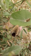 Aristolochia taliscana