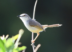 Prinia subflava affinis