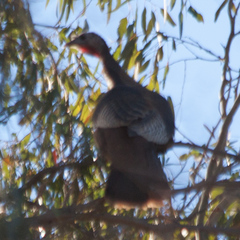 Meleagris gallopavo