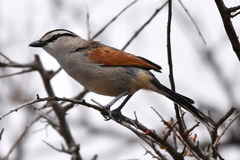 Tchagra australis australis