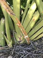 Sansevieria ehrenbergii