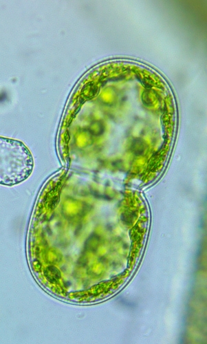 Cosmarium debaryi — photo 1
