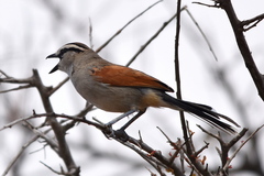 Tchagra australis australis