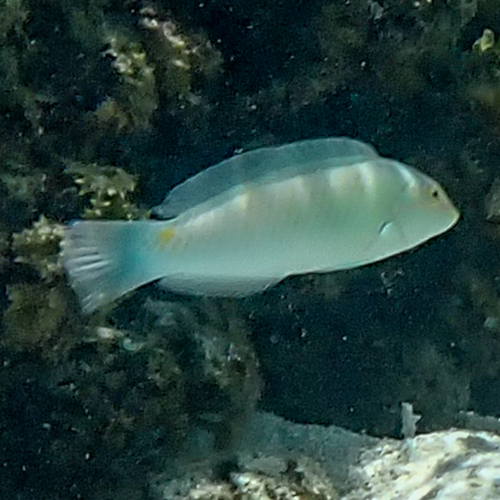 Halichoeres trimaculatus
