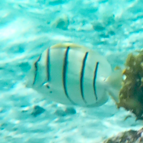 Acanthurus triostegus
