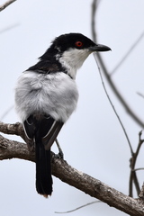 Dryoscopus cubla hamatus