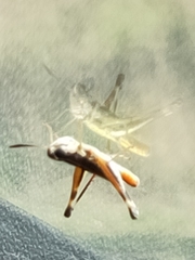 Macrotona securiformis