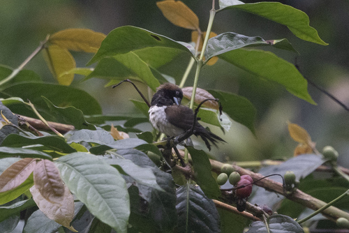 Javan Munia (Lonchura leucogastroides), photo 2