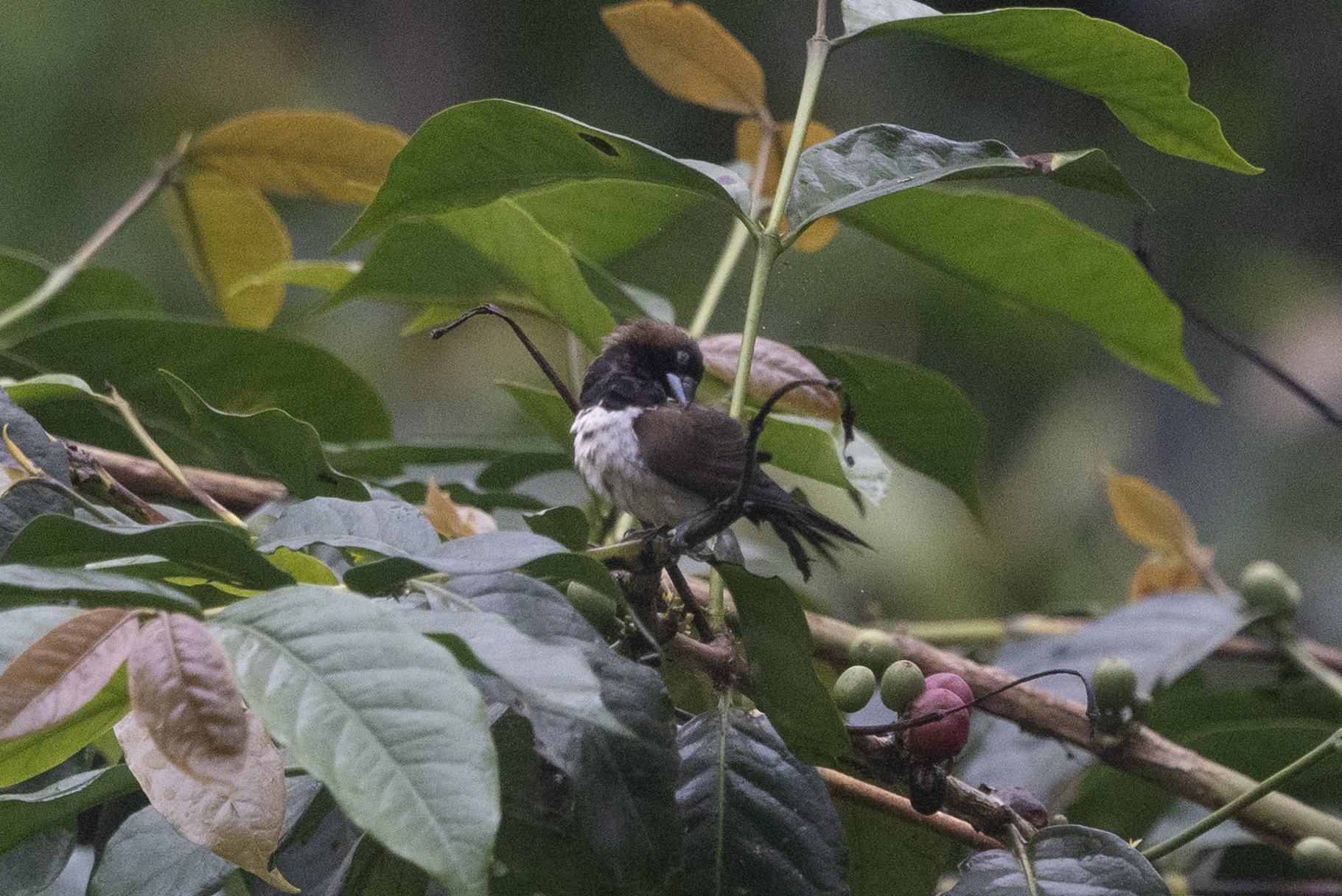 Javan Munia (Lonchura leucogastroides), photo 2