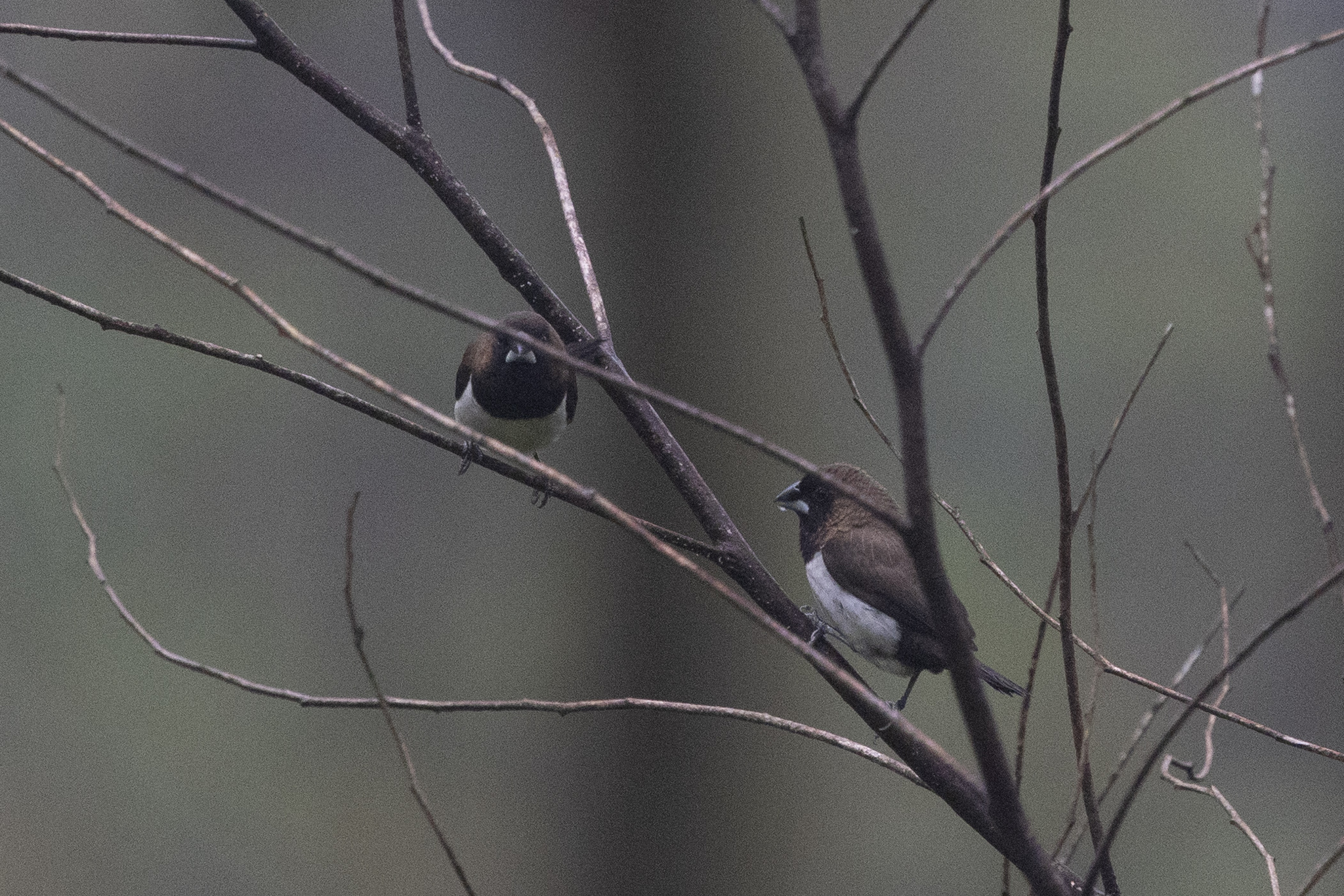 Javan Munia (Lonchura leucogastroides), photo 1