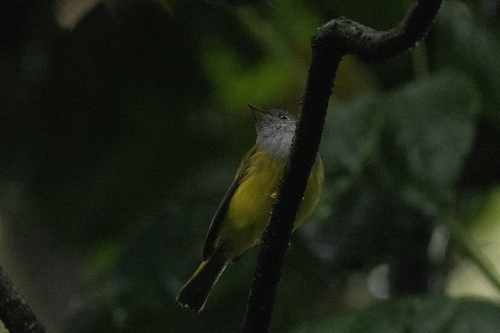 Grey-headed Canary-flycatcher (Culicicapa ceylonensis), photo 5