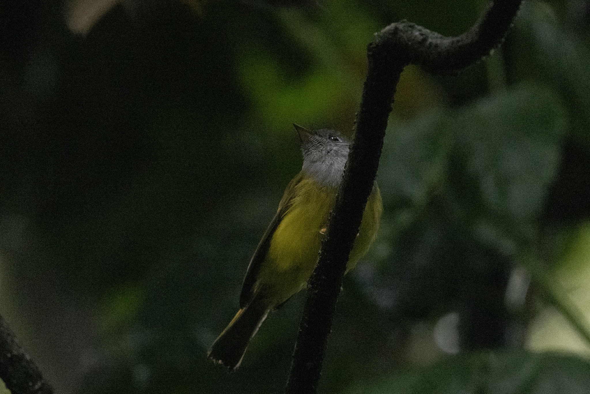 Grey-headed Canary-flycatcher (Culicicapa ceylonensis), photo 7