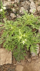 Parthenium bipinnatifidum