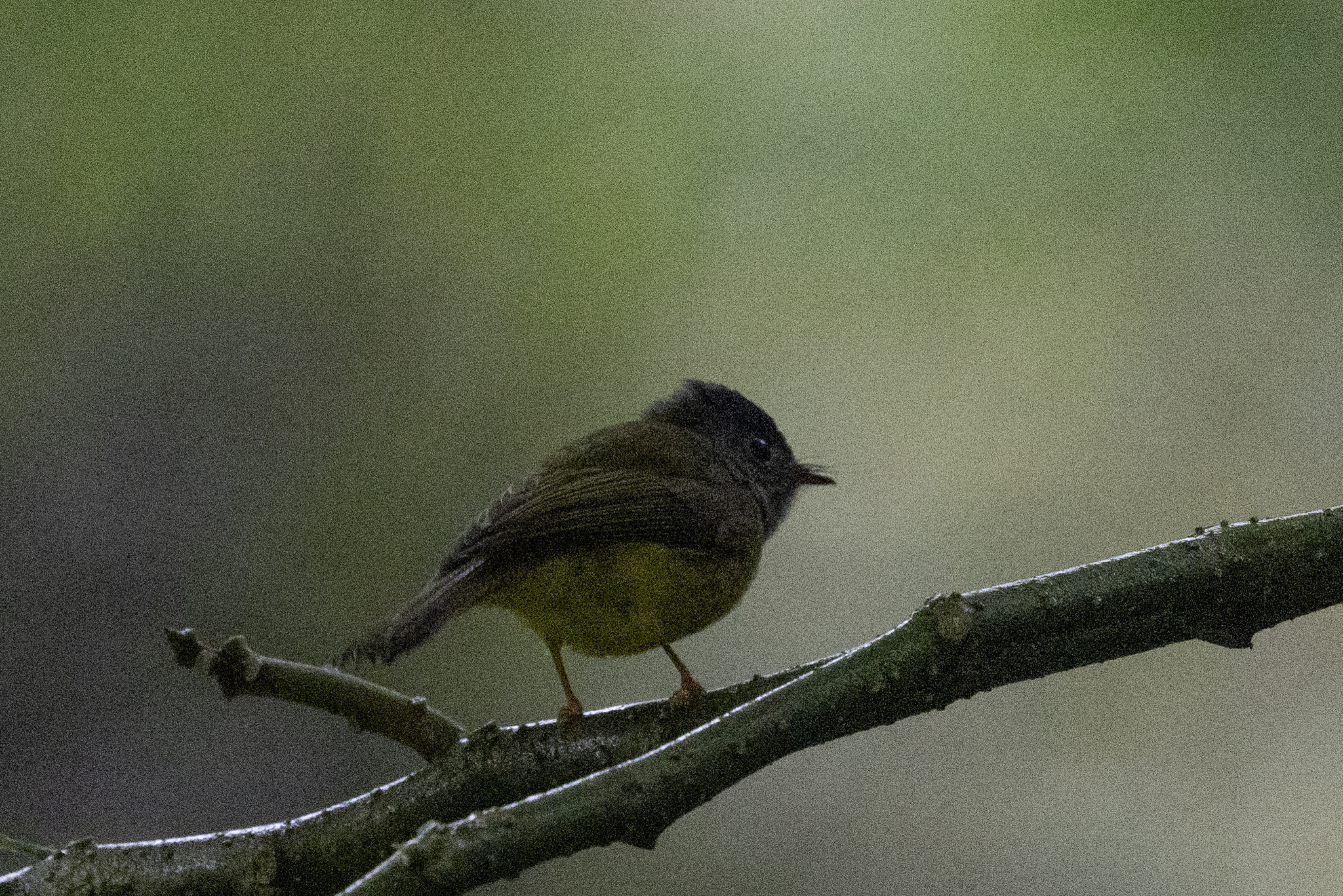 Grey-headed Canary-flycatcher (Culicicapa ceylonensis), photo 8