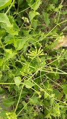 Parthenium bipinnatifidum