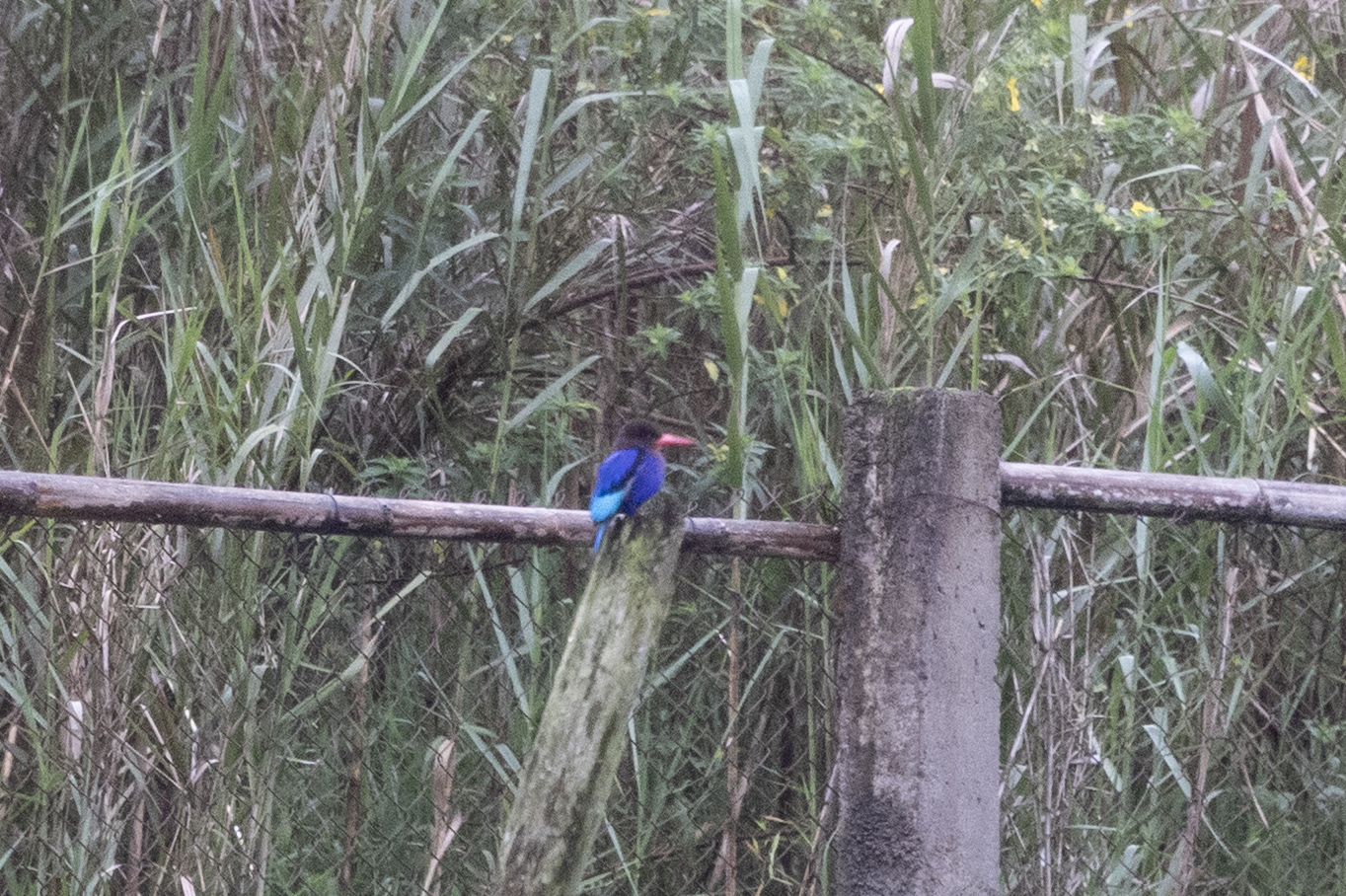 Javan Kingfisher (Halcyon cyanoventris), photo 7