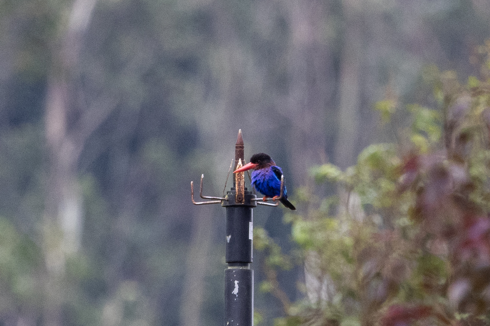 Javan Kingfisher (Halcyon cyanoventris), photo 3