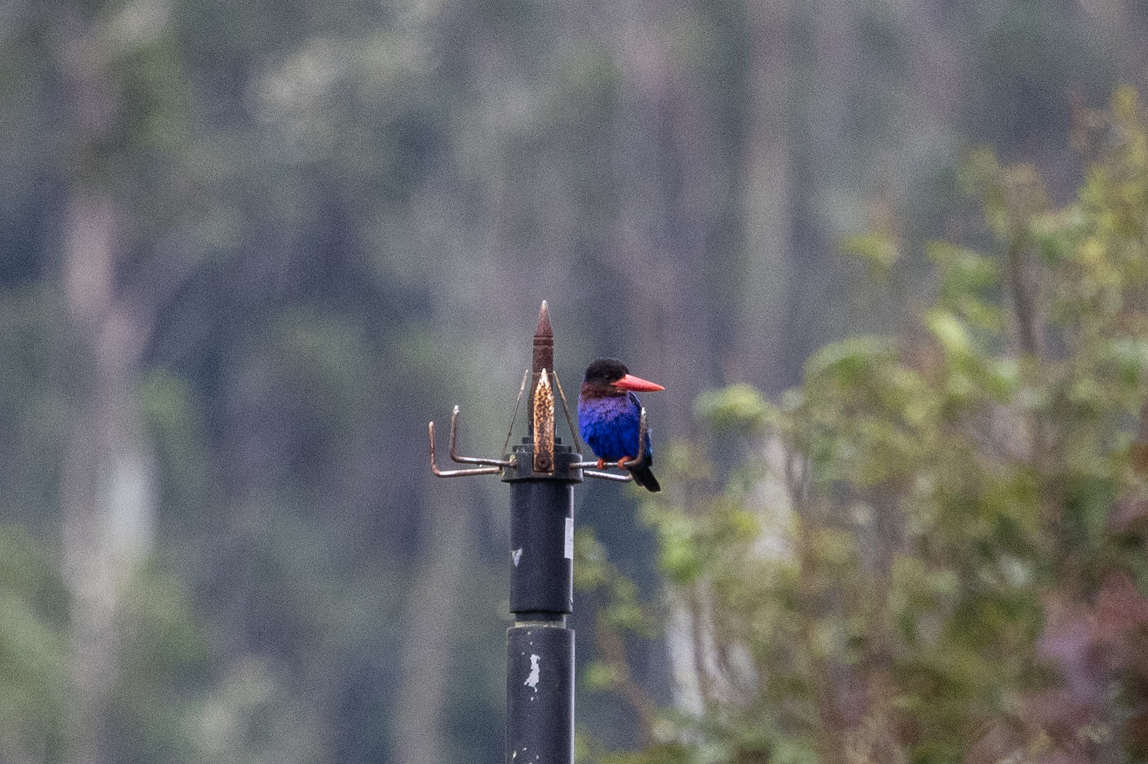 Javan Kingfisher (Halcyon cyanoventris), photo 4