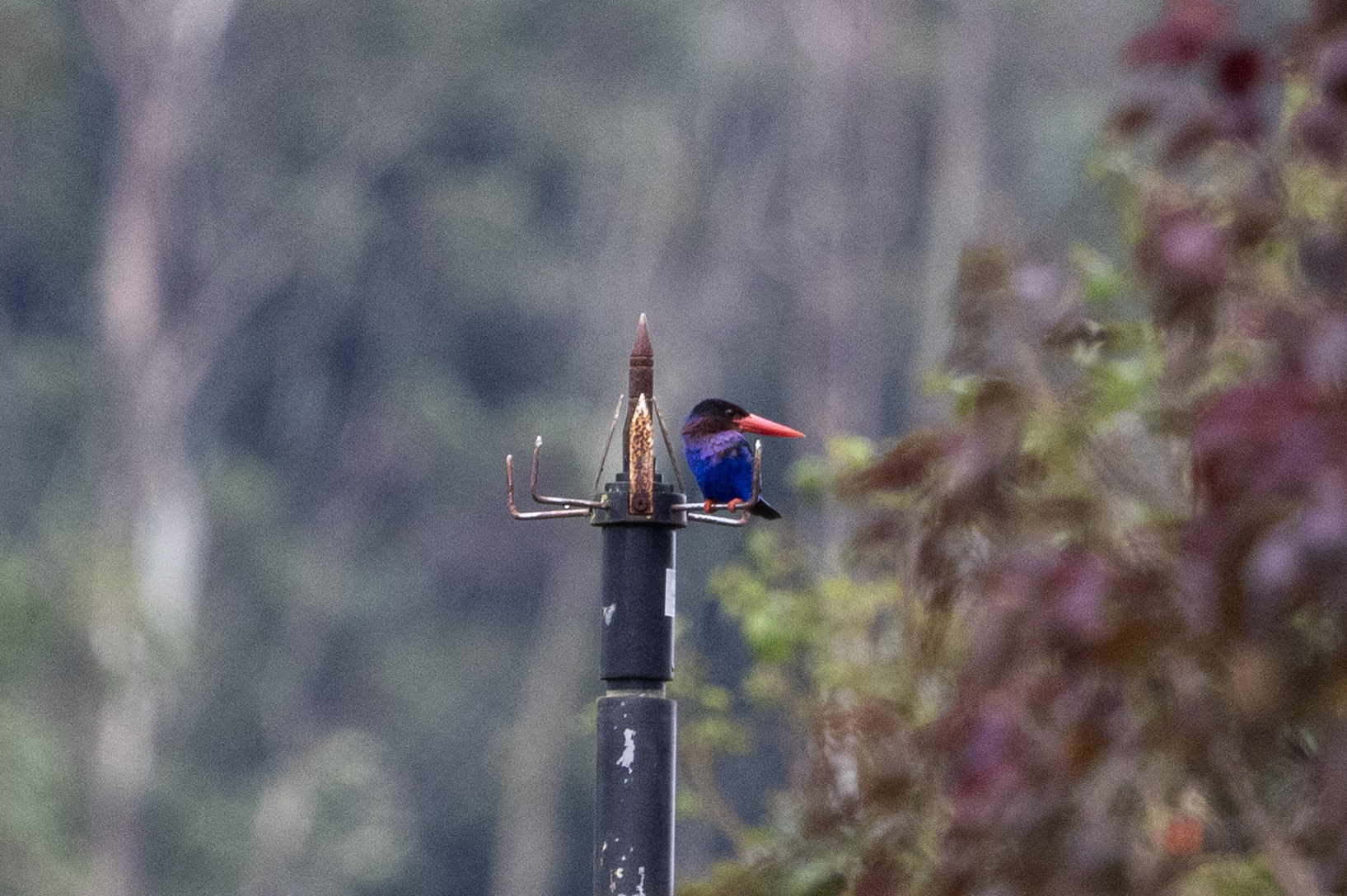 Javan Kingfisher (Halcyon cyanoventris), photo 5
