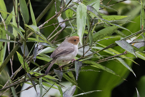 Olive-backed Tailorbird (Orthotomus sepium)