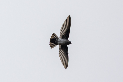 Linchi Swiftlet (Collocalia linchi), photo 3