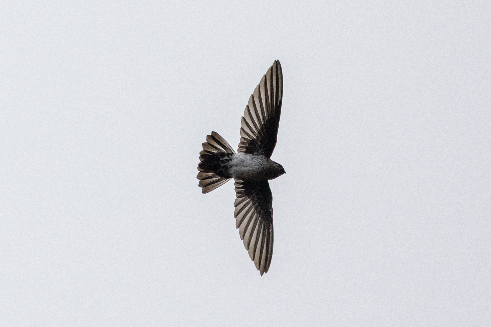 Linchi Swiftlet (Collocalia linchi), photo 3