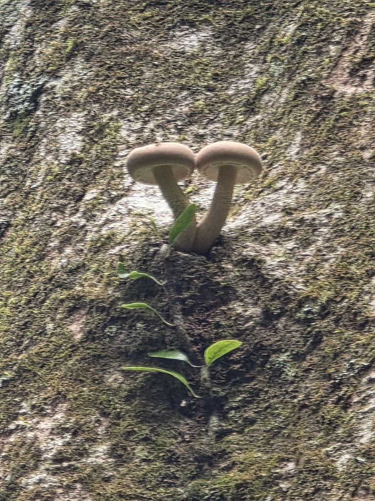 Cyclocybe parasitica · February 2026 · photo: © scottdex (iNaturalist, cc0)