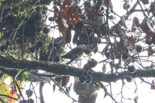 Javan Munia (Lonchura leucogastroides), photo 9