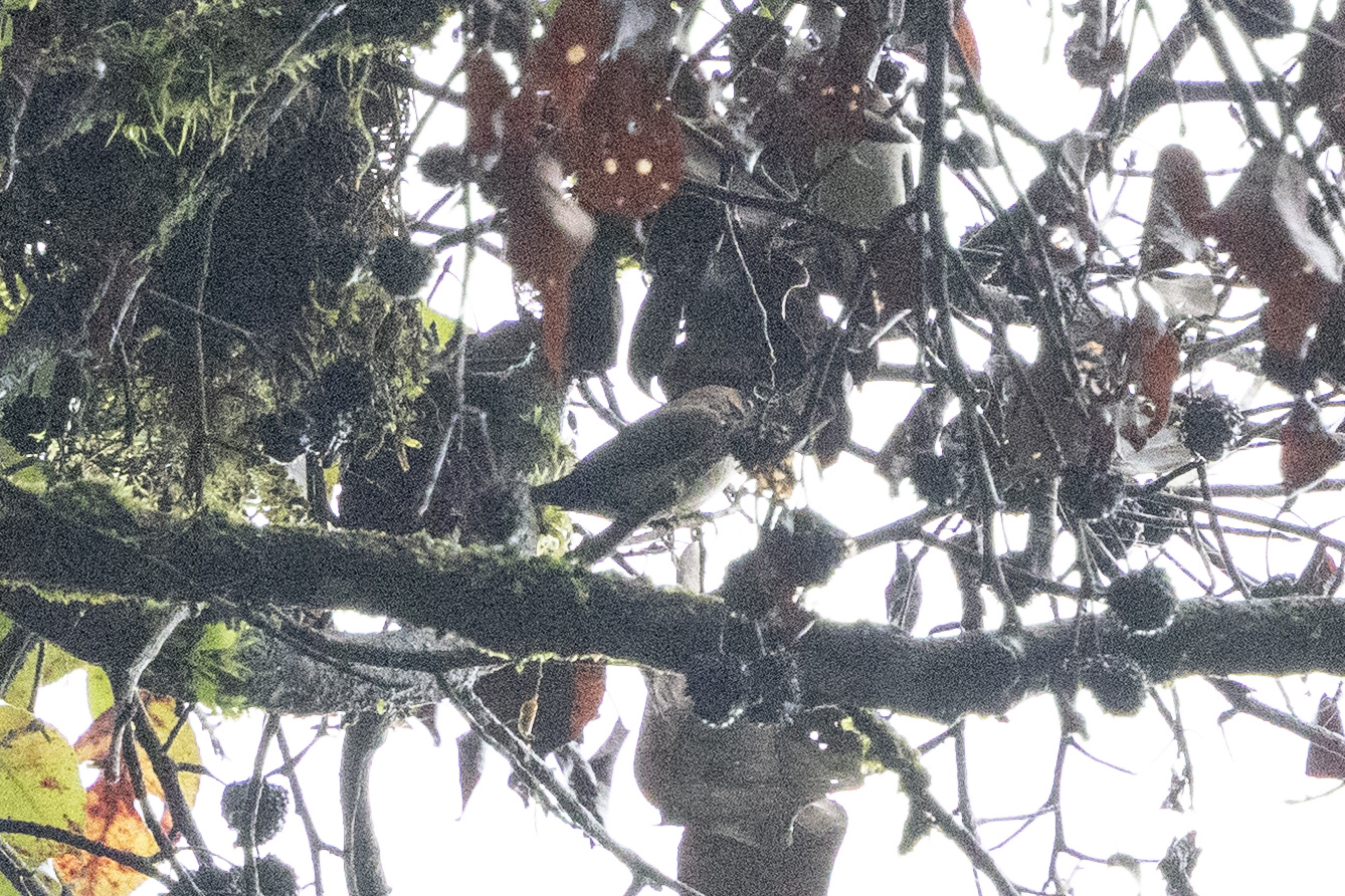 Javan Munia (Lonchura leucogastroides), photo 3