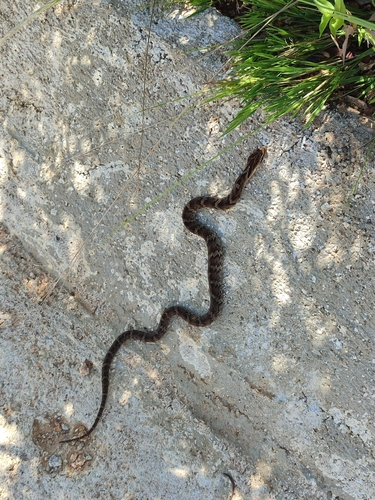 Neuwied's False Fer-de-lance