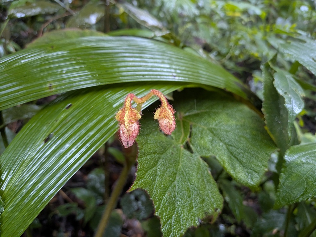 Begonia areolata (Begonia areolata)
