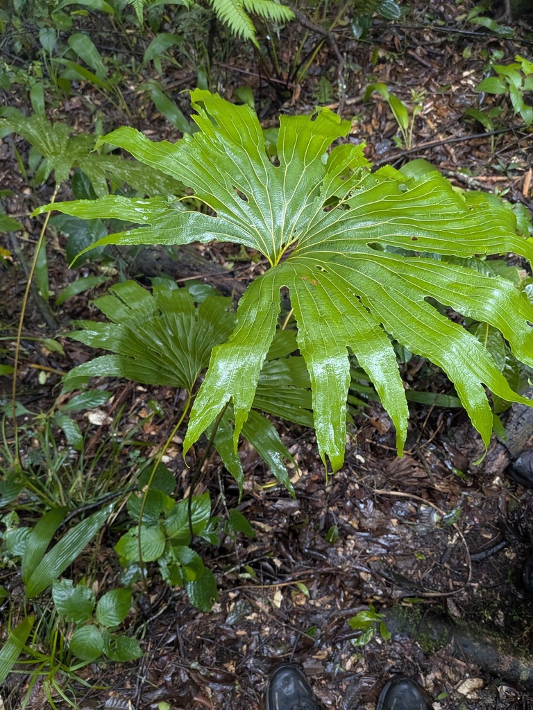 Dipteris conjugata (Dipteris conjugata)