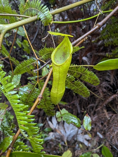 Nepenthes gymnamphora
