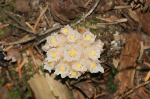 gnome plant (Hemitomes congestum)