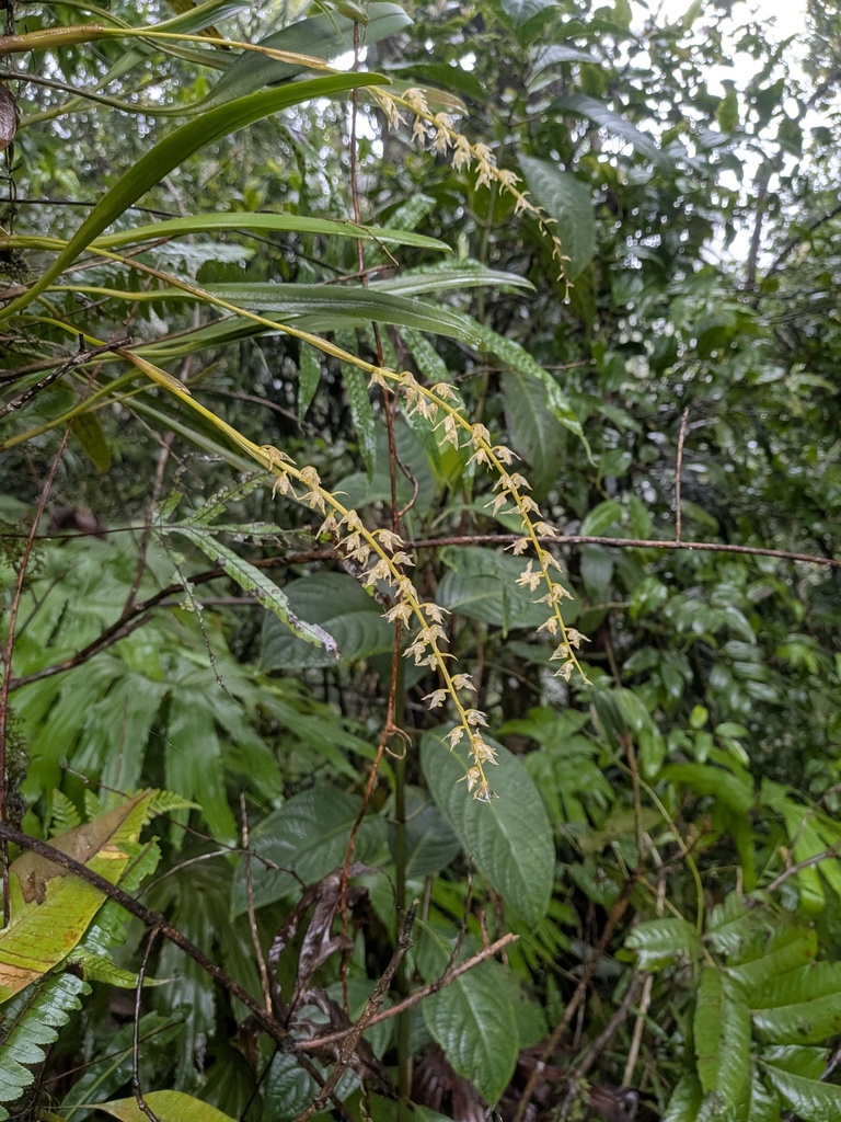 Bulbophyllum flavescens